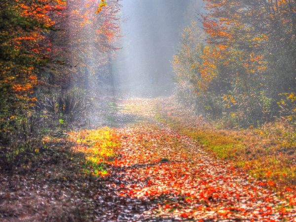 zdjecie Wodzisław Śląski