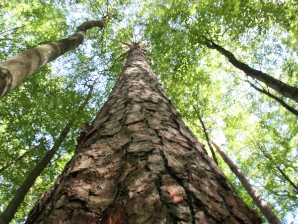 Rezerwat-Sosny Taborskiej