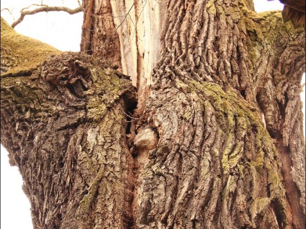 Drewniana cerkiew greckokatolicka p.w. Narodzenia NMP w Łodzinie. Zbudowana w 1743 roku. Obecnie filialny kościół rzymskokatolicki .