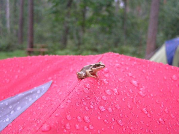 Nad jeziorem"Gim"o poranku