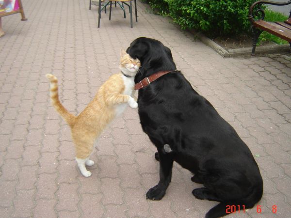 To się dzieje w Świeradowie-Zdroju, nawet pis z kotkiem się miłują