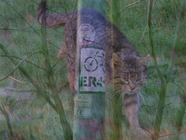 taka tam fantazja powstała