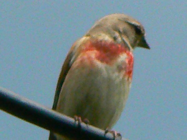 Spotkany na szlaku -Makolągwa.