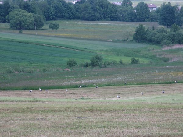 takie "sielskości pełne" przekazy witają "żądnych lepszego jutra"  studentów Uniw. III Wieku z Sanoka  - toż to uczta dla serca i oczu ! wnuki będą to i radości