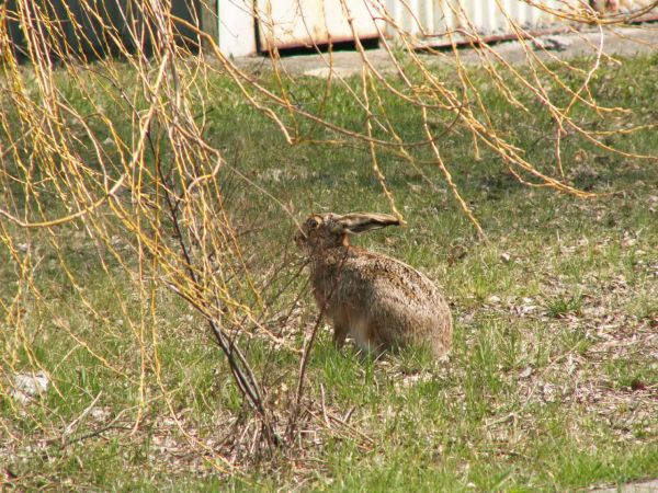 Mam nadzieję, że myśliwi mnie nie zauważą w gospodarskich zabudowaniach.