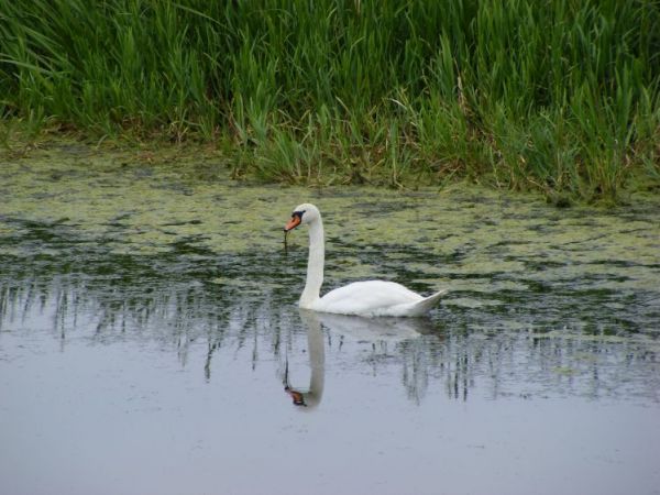 ŁĄKI SZCZODRZYKOWO -2008