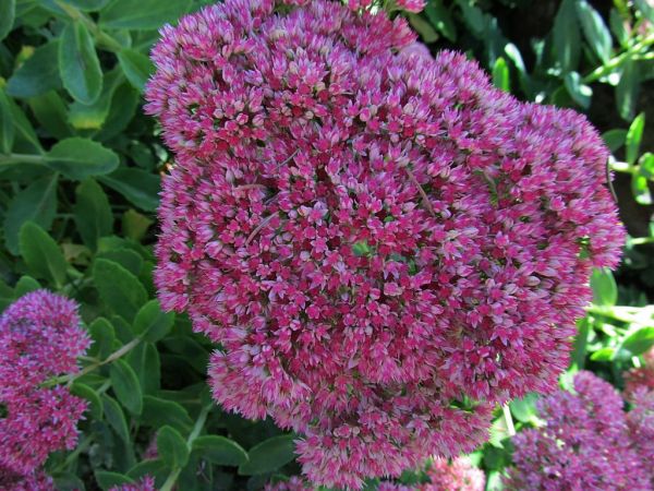 zdjecie Pietrzykowice