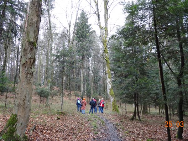 na ścieżce przyrodniczo-dydaktycznej - przy dojściu do cisu a wcześniej : kuźnie w korze sosny czarnej - po lewej, "warsztat' - gdzie dzięcioł obrabiał znalezio