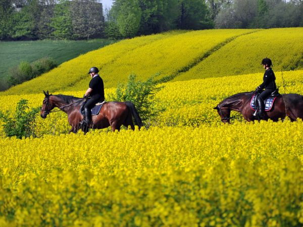 zdjecie Wodzisław Śląski