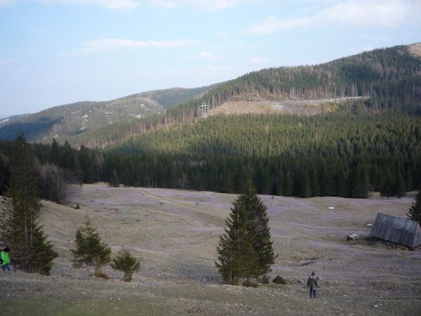 Krokusy na Kalatówkach.