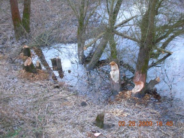 Praca bobrów na Odrze...