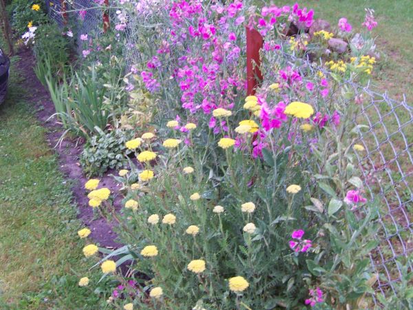 Padające deszcze sprzyjają kwiatom.