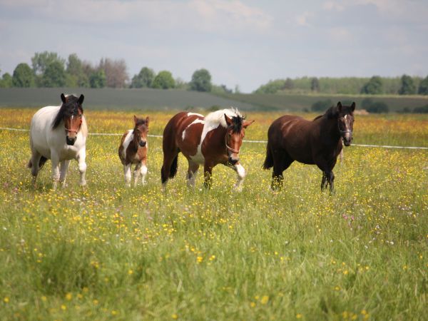 zdjecie Tyniewicze Duże