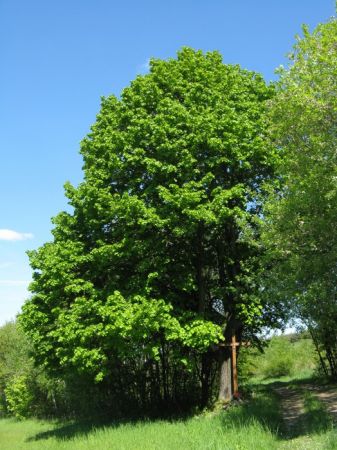 wędrujemy obok kolejnego krzyża drewnianego - to nad przysiółkiem "Przykopy", będziemy wchodzić do lasu, by dotrzeć na zalesiony szczyt g.Sobia - 520 m npm.