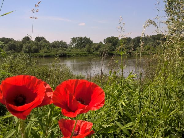 Maki nad Wisłą w Pawłowie .Należy dodać ,że zdjęcie  zdecydowanie lepiej prezentuje się na dużym ekranie .