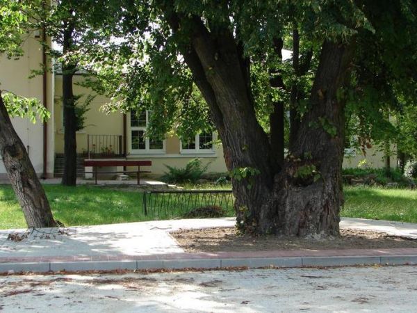 Lipa przed szkołą w Stawie.