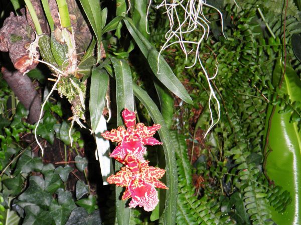 Zamek - Muzeum w Łańcucie. Storczykarnia