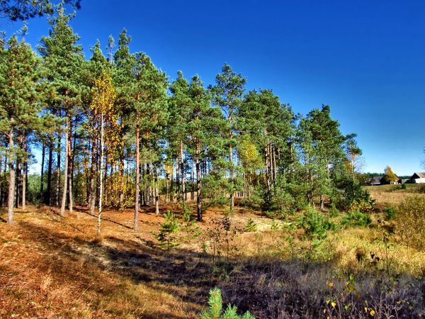 Las w Lubikach Małych