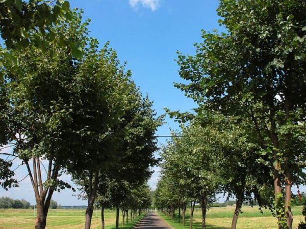 Spacerowa aleja łącząca miejscowość z cmentarzem parafialnym