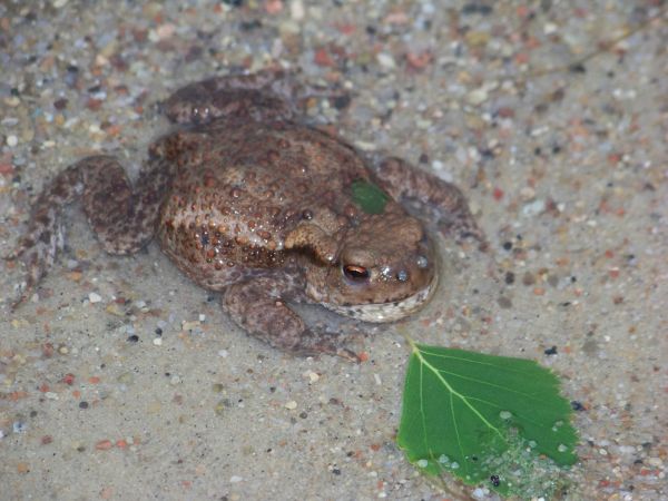 Super zakamuflowana ropucha na plaży.