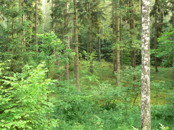 Pobliskie lasy (by Natasza)