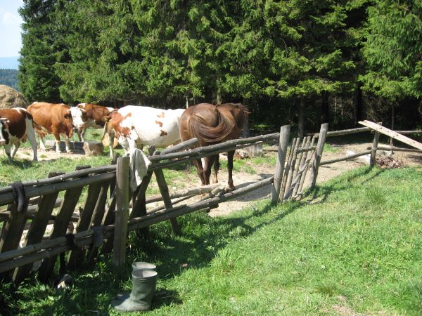 Gospodarstwo na hali