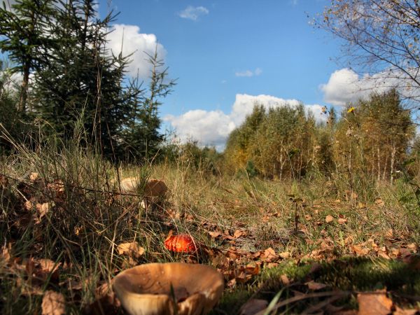 KAMENECZYNA-jesień 2018r