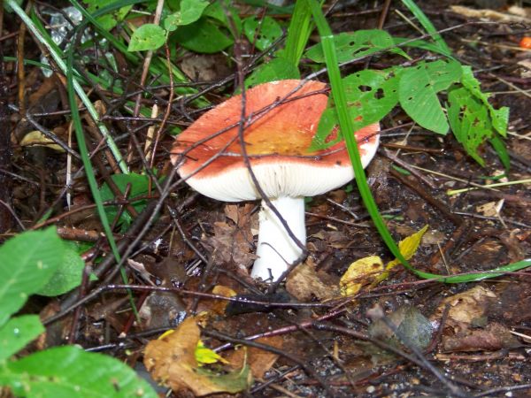 Czerwona ozdoba lasu