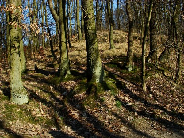 Trzebaw to przede wszystkim przepiękne lasy.