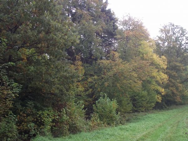 użytki ekologiczne to głównie polany śródleśne, z dominującą borówką czarną /jagodą/ oraz tereny byłych włości m.in. wojtostwa i kniaziostwa.