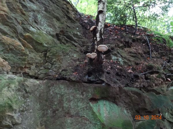 "na kamieniu kamień" ale i dla brzozy z ubogą tarczą korzeniową - miejsca i mocy starczyło a i inni zagościli - pewnie dla wszystkich starczy - jeno nam "się wt