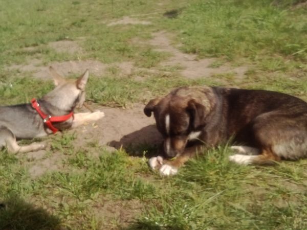 LENIUCH I PERŁA  2015r.