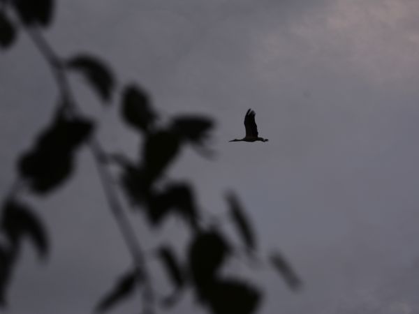 droblinskie bociany foto Elzbieta Maluch Miechowicz