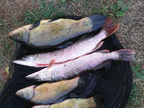 Zdjęcia Skulska Wieś