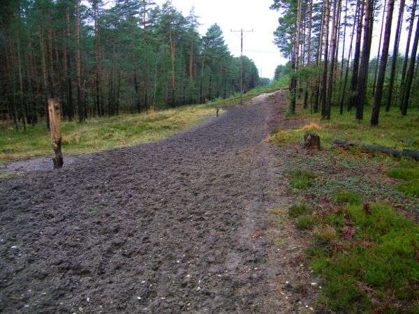 niedaleko tego miejsca jest ambona myśliwych a to jest żerowisko