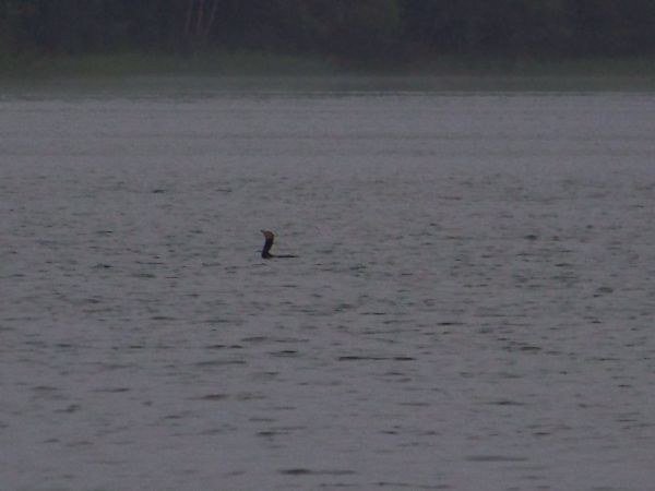 Szyja kormorana pogrubiona połkniętym węgorzem.