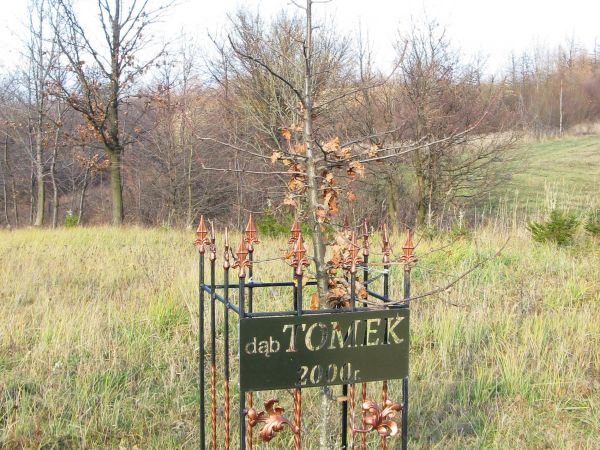 przy drodze do m. Niebieszczany - może kiedyś tu zabudowania gospodarskie były ? - może też i będą - dąb posadzony, "my książkę napiszemy", jeszcze jeno dom pos