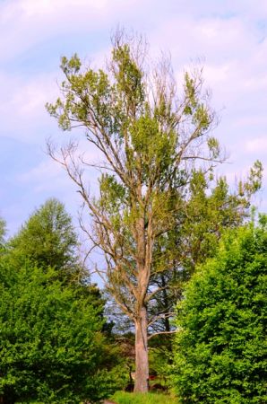 Okazała osika przy wjeździe do d. Puszczy Tarnowskiej