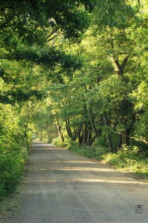 Droga Sępochów-Borków