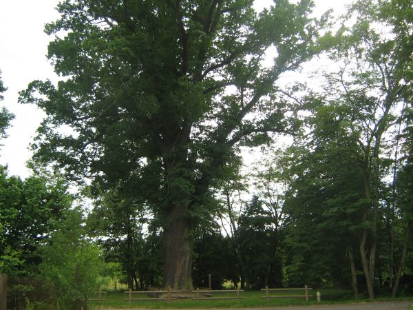 Zabytkowy 300-letni dąb