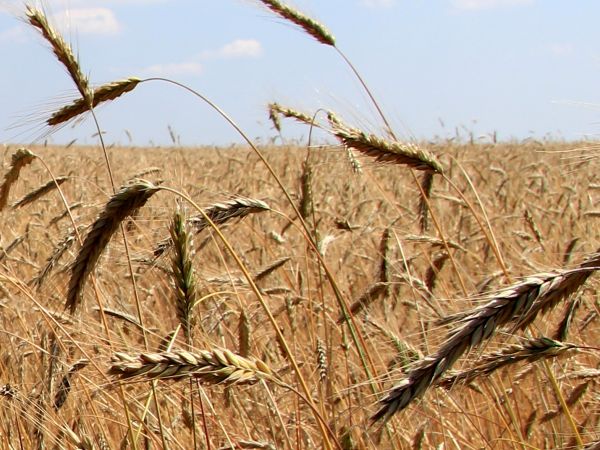 zdjecie Chrzczonowice