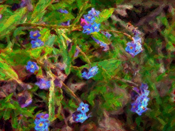 przerobiona fotografia Niezapominajki