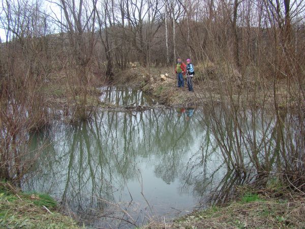 bobrowisko - na zdjęciu: przy tamie, całkiem spory obszar - po obu stronach drogi we władanie wzięły, jak na razie w symbiozie z otoczeniem, do domostw we wsi