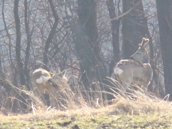 Wiosna 2011 - zwierzyna wychodzi na słoneczko :)
