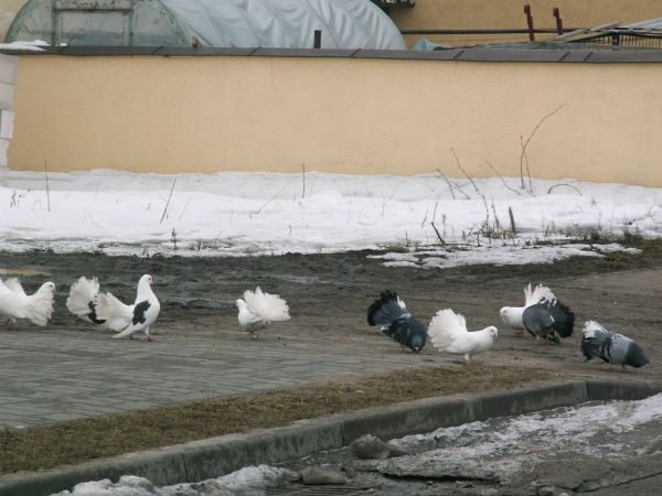 Gołębie zimą.