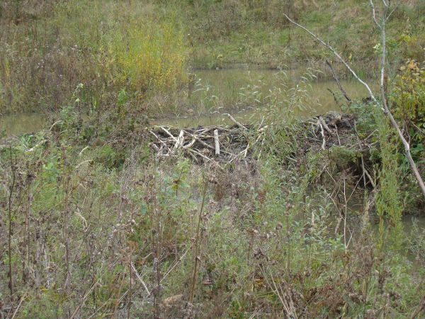 na żeremiach, zalew utworzony przed bobrową tamą - groblą,  u podnóża Czarnej Góry, przy drodze na Uherce Tunel - wiodącej, a tam w lewo na Kostryń /jest galeri