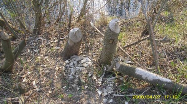 Osieczna - efekty żerowania bobrów