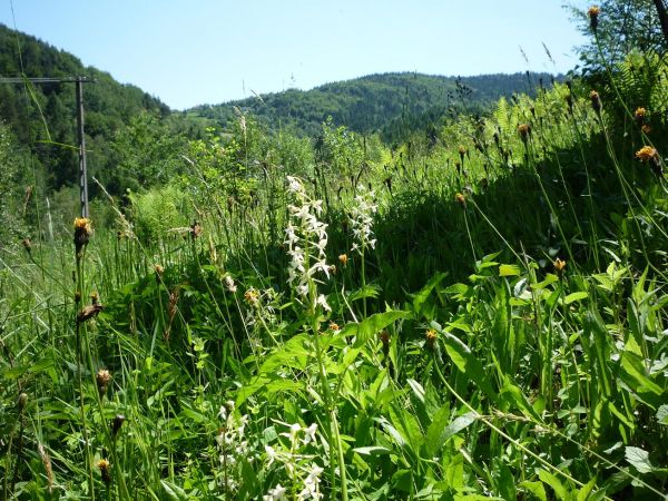 Harbutowice. Storczyki na Podlesiu.