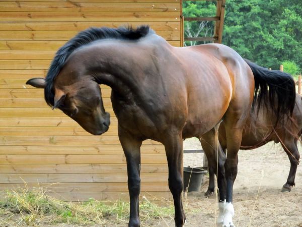 Kaszuby Borsk łąka konie