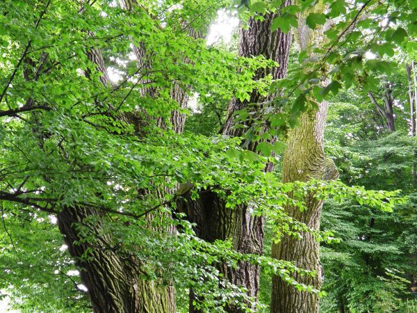 Dwór i Park z I połowy XIX wieku w Roźwienicy k. Jarosławia.